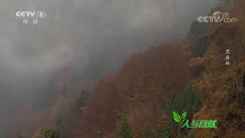 Ȼ 20200530 ɭ