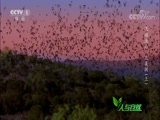 Ȼ 20180821 Խ-