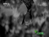 Ȼ 20180526 Ұ