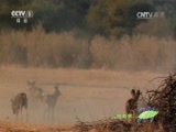 Ȼ 20170105 ʳߵı