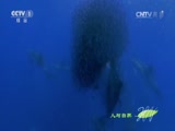 Ȼ 20160406 ʳߵı