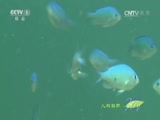 Ȼ 20151225 󱤽-