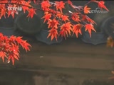 ֱ 20171203 11:00  